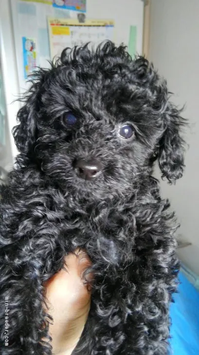 ID:2012-01104の子犬