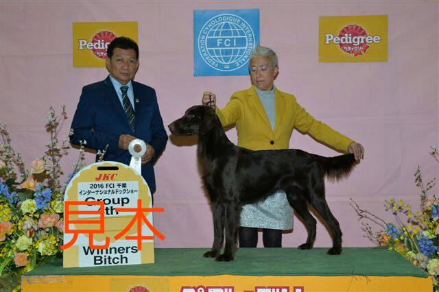 フラットコーテッドレトリーバー｜佐藤　隆之(さとう　たかゆき)ブリーダー(山梨県・フラットコーテッドレトリバーなど・JKC登録)の紹介写真2