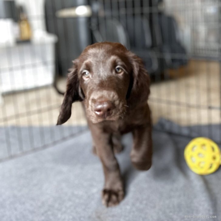 ブリーダー画像