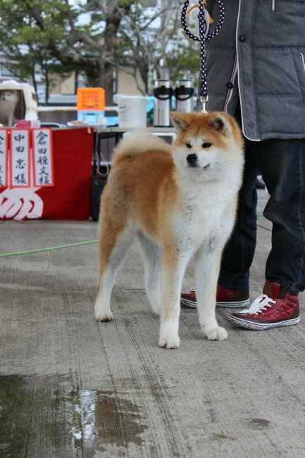 秋田犬保存会 2016年春季中国瀬戸内総支部展にて｜杉本　光(すぎもと　ひかる)ブリーダー(岡山県・秋田犬など・JKC/日本犬保存会/秋田犬保存会登録)の紹介写真1