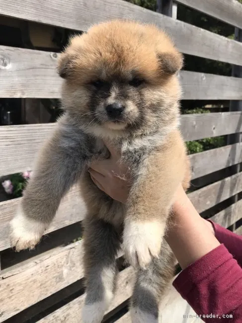 さゆぴー 様のお迎えした子犬