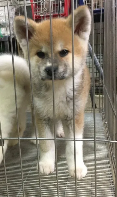りなぁ 様のお迎えした子犬