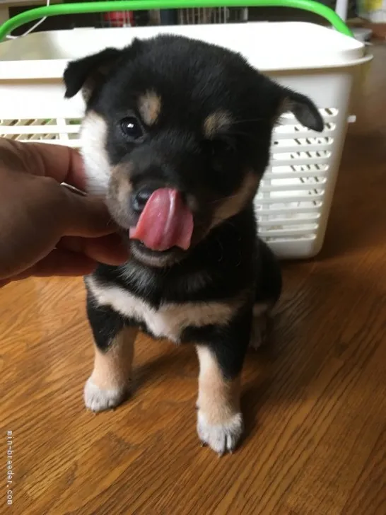 さぁちゃん 様のお迎えした子犬