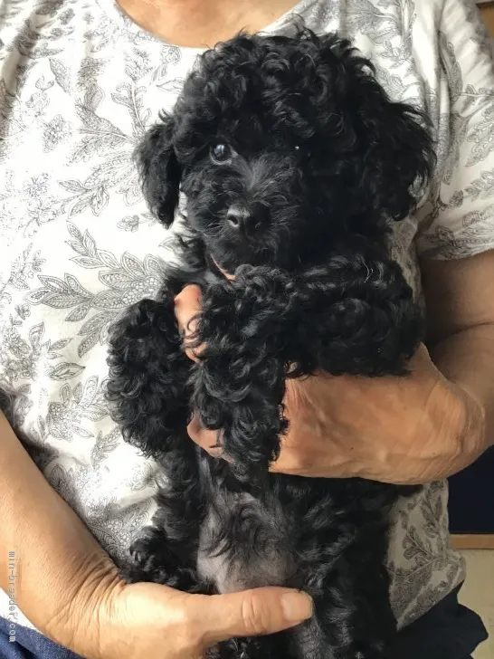 ID:2007-00426の子犬