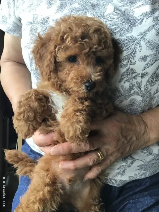 ID:2007-00423の子犬