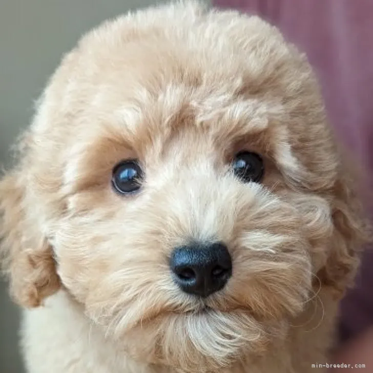 ID：2302-04288の子犬