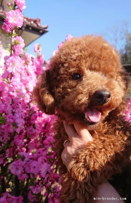 ID:1709-00682の子犬