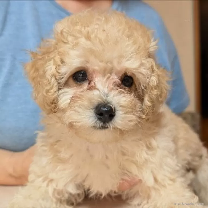 イヌネコ 様のお迎えした子犬