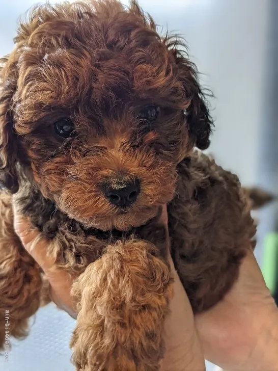 ID:2110-01462の子犬