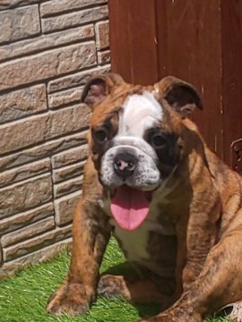 ブルドッグ【埼玉県・男の子・2022年1月4日・ブリンドル&ホワイト】の写真「綺麗なブリンドルの男の子♥」