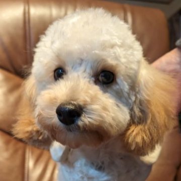 トイプードル(トイ)【埼玉県・女の子・2023年7月9日・アプリコット(薄め)】の写真「元気はつらつ🧸断尾なし🧸」