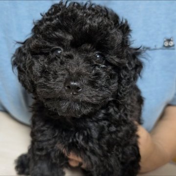 トイプードル(トイ)【埼玉県・女の子・2024年6月13日・ブラック】の写真「おっとりちゃん☺️☆断尾なし☆」