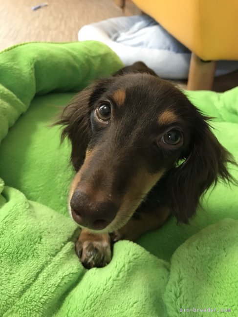 間瀬　和子(ませ　かずこ)ブリーダー(愛知県・ミニチュアダックスフンド(ロング)など・JKC登録)の紹介写真2