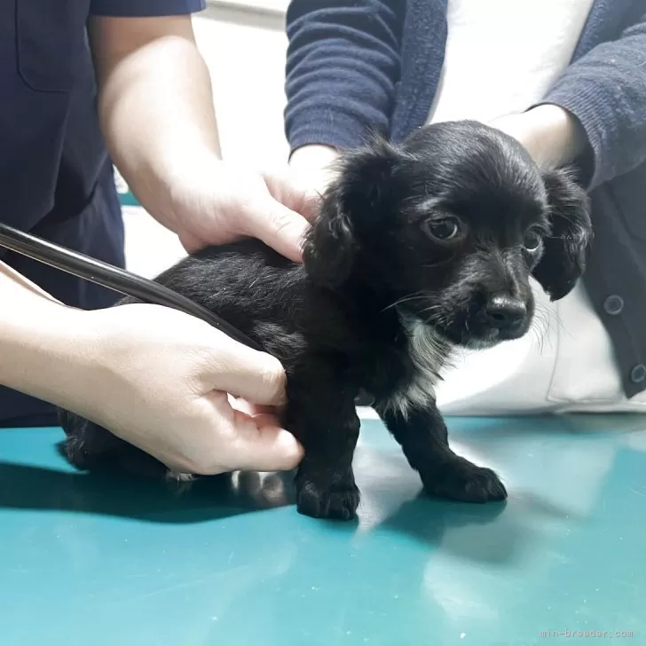 チワックス(チワワ×ダックスフンド)【愛知県・女の子・2025年9月22日・ブラック】の写真1「お顔の可愛い女の子です。」