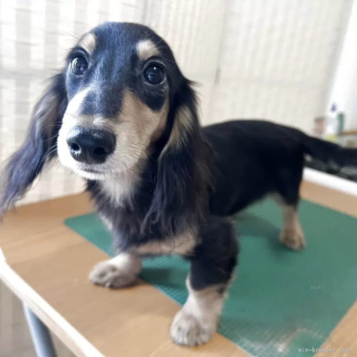 ID：2507-04042の子犬