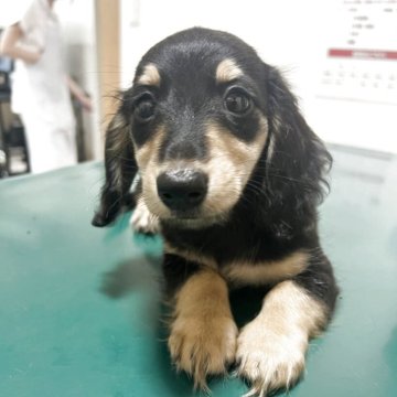 ミニチュアダックスフンド(ロング)【愛知県・男の子・2025年5月30日・ブラックイエロー】の写真「お顔の可愛い男の子」