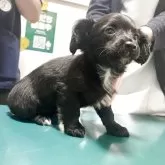 チワックス(チワワ×ダックスフンド)【愛知県・女の子・2025年9月22日・ブラック】の写真2「初回ワクチン、マイクロチップ装着、簡単な健康診断すみ。現段階での異常なし。体重1.15キロ」