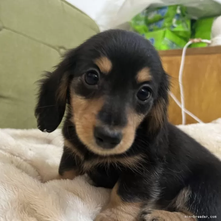 ID:2404-00528の子犬