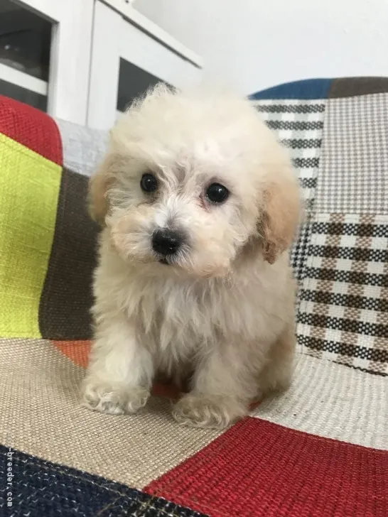 ID：1902-03069の子犬