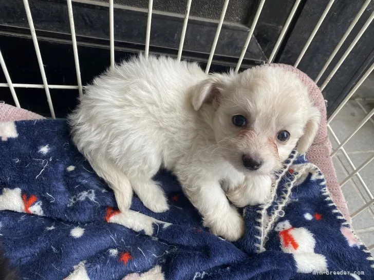 ID：2110-04018の子犬