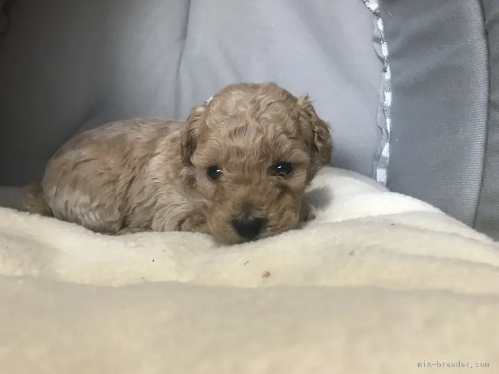 ID：1802-01102の子犬