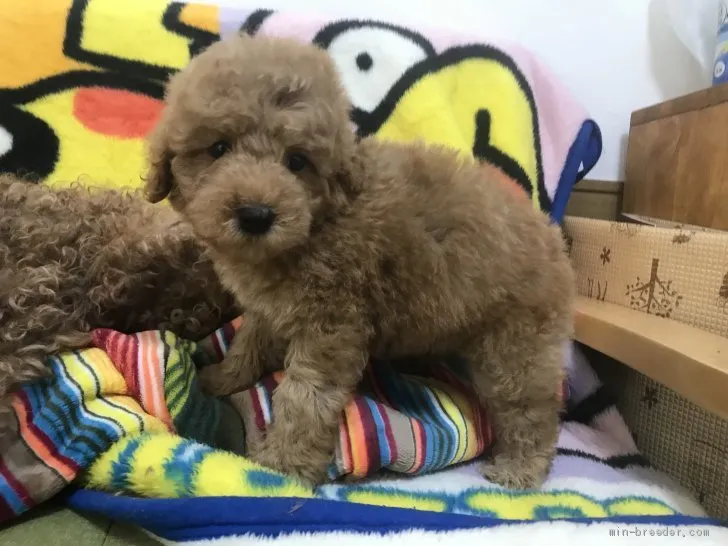 ID:1904-01205の子犬