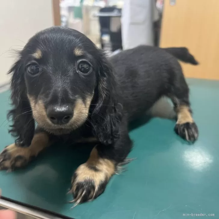 ID：2407-05498の子犬