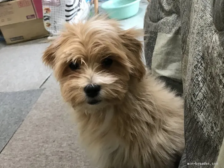 ID：1911-02641の子犬