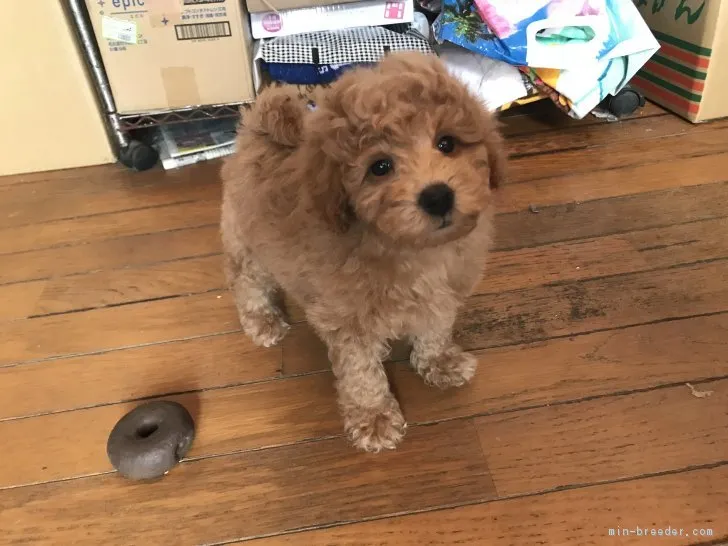 ID:1802-01098の子犬
