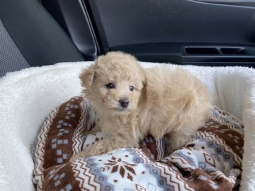 トイプードル(トイ)【愛知県・女の子・2020年9月30日・アプリコット】の写真「お顔の可愛い女の子！」