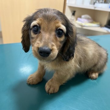 ミニチュアダックスフンド(ロング)【愛知県・男の子・2024年2月4日・レッド】の写真「お顔の可愛い男の子！」