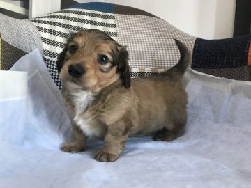 ママ ダックス パパ チワックス【愛知県・男の子・2020年1月31日・レッド】の写真「めちゃくちゃ可愛いです」