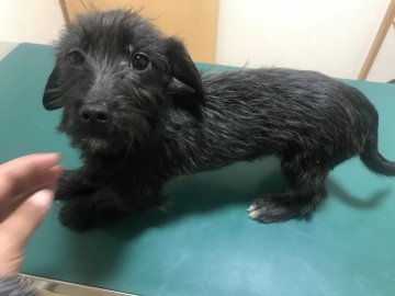 ママ ダックス パパ マルチーズ【愛知県・男の子・2019年8月31日・ブラック&ホワイト】の写真「お顔の可愛い男の子！」