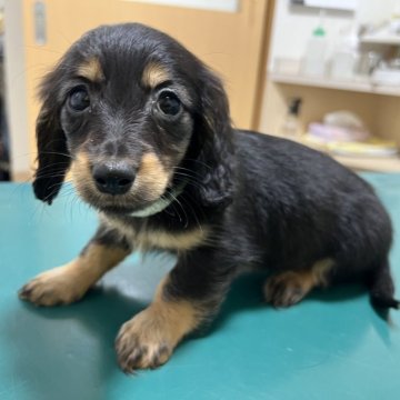 ミニチュアダックスフンド(ロング)【愛知県・女の子・2024年2月4日・ブラックタン】の写真「お顔の可愛い女の子」