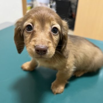 ミニチュアダックスフンド(ロング)【愛知県・女の子・2024年2月4日・レッド】の写真「可愛い癒し系の女の子」