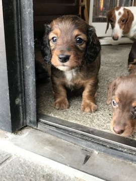 ミニチュアダックスフンド(ロング)【愛知県・男の子・2018年1月21日・シェーデッドレッド】の写真「お顔の可愛い男の子！」