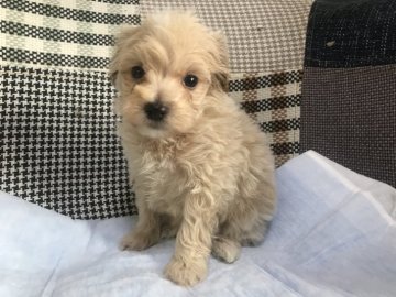 ママ プードル     パパ マルチーズ【愛知県・男の子・2019年10月16日・クリーム】の写真「お顔の可愛い男の子！」