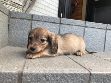 父 チワックス    母 ミニチュアダックスの子【愛知県・男の子・2017年10月13日・シェーデッドイエロー】の写真「おとなしい可愛いお顔の男の子！」