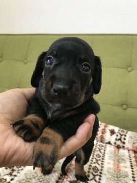 カニンヘンダックスフンド(スムース)【愛知県・男の子・2018年9月5日・ブラックタン】の写真「お顔の優しい男の子！」