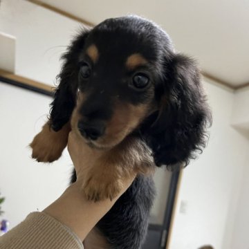 カニンヘンダックスフンド(ロング)【愛知県・女の子・2023年12月14日・ブラックタン】の写真「お顔の可愛い女の子」