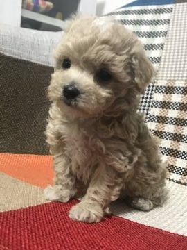 ママ プードル  パパ マルチーズ【愛知県・女の子・2018年12月19日・クリーム】の写真「お顔の可愛い女の子！」