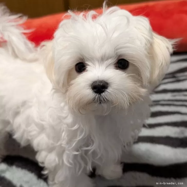 A. 様のお迎えした子犬
