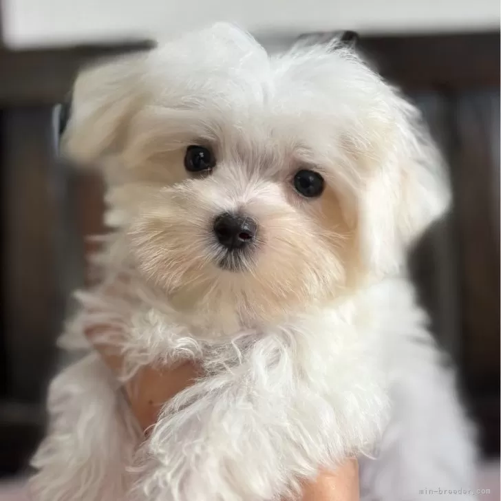 M.S 様のお迎えした子犬