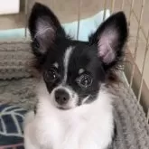チワワ(ロング)