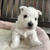 ウエストハイランドホワイトテリア