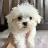 マルチーズ