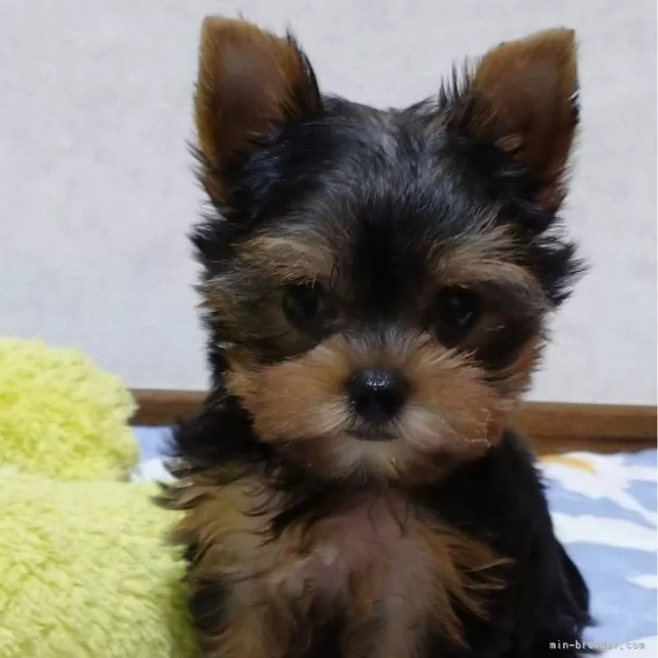 K.A 様のお迎えした子犬