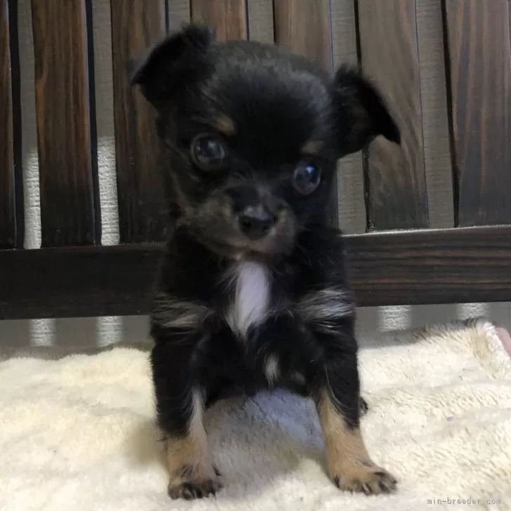 ID：2409-08027の子犬