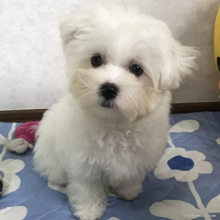 ID：2408-03964の子犬