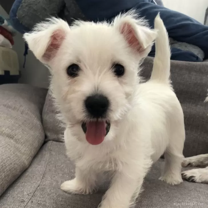 ID：2408-04724の子犬